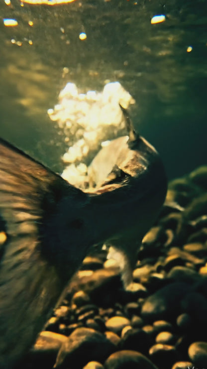 Vintage - Ouananiche Tee